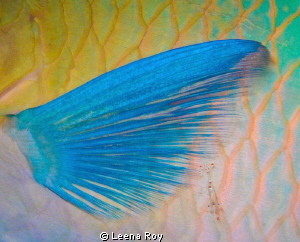 Cleaner shrimp on parrot fish by Leena Roy 